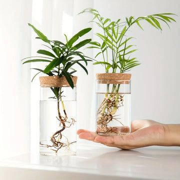 AquaRoot™ Glass Planter