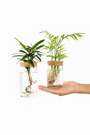 AquaRoot™ Glass Planter